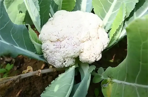 图片细节